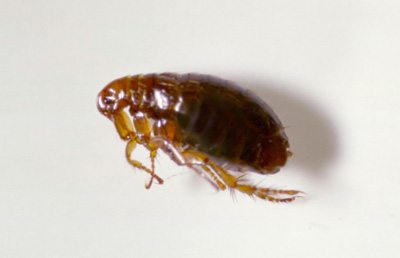 side view of a flea